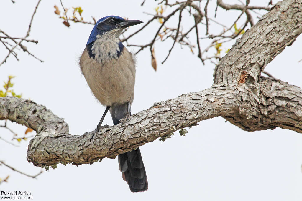 Island Scrub Jayadult, identification