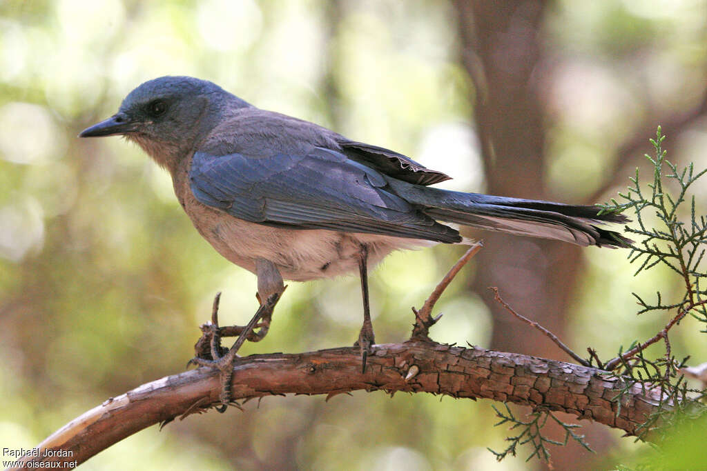 Mexican Jayadult