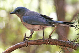 Mexican Jay