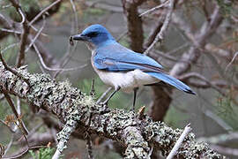 Mexican Jay