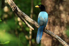 Yucatan Jay