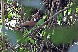 Crested Jayshrike