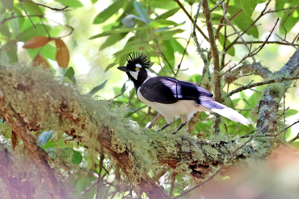 Tufted Jayadult