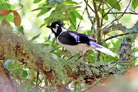 Tufted Jay