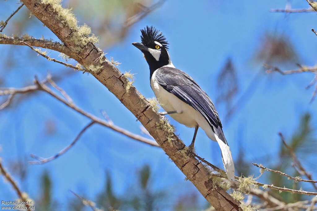 Tufted Jayadult