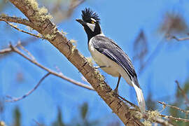 Tufted Jay