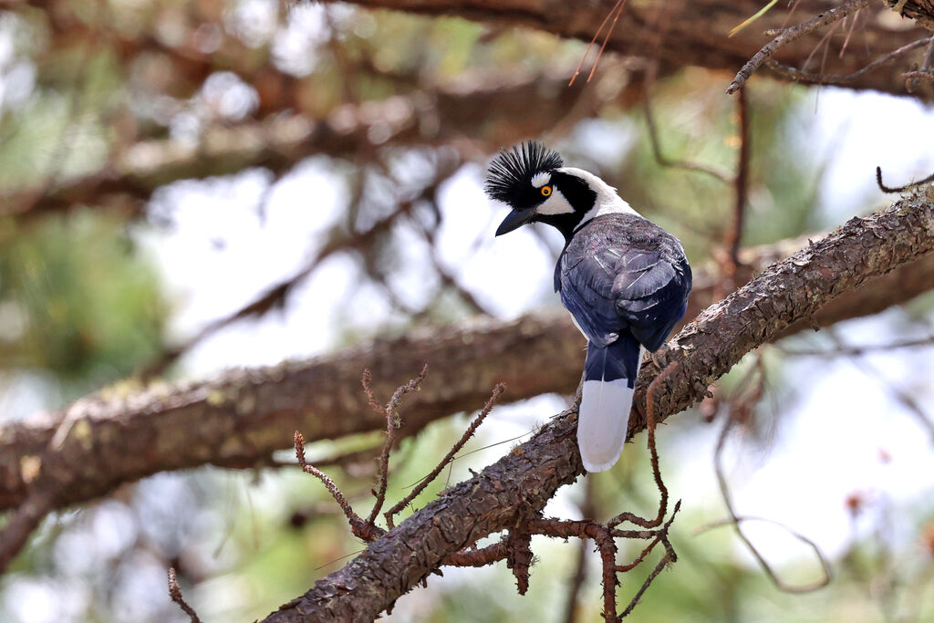 Tufted Jayadult