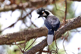 Tufted Jay