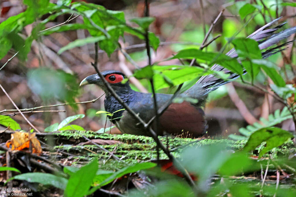 Rufous-winged Ground Cuckooadult