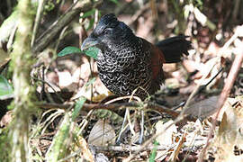 Banded Ground Cuckoo