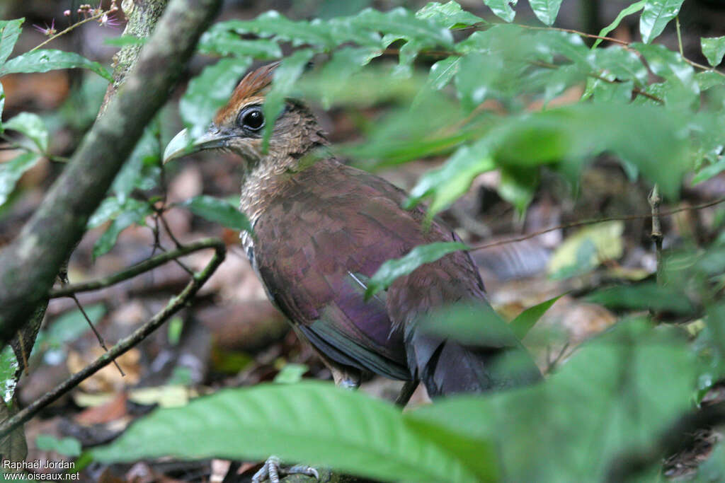 Rufous-vented Ground Cuckoo