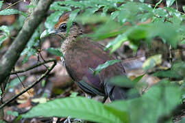 Rufous-vented Ground Cuckoo