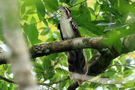 Pheasant Cuckoo