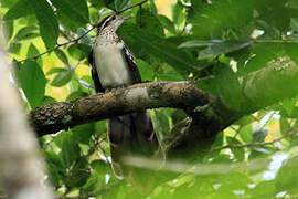 Pheasant Cuckoo