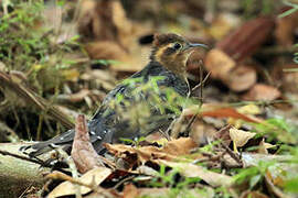 Pavonine Cuckoo