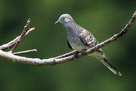 Barred Dove