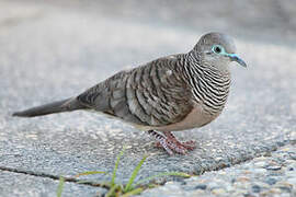 Peaceful Dove