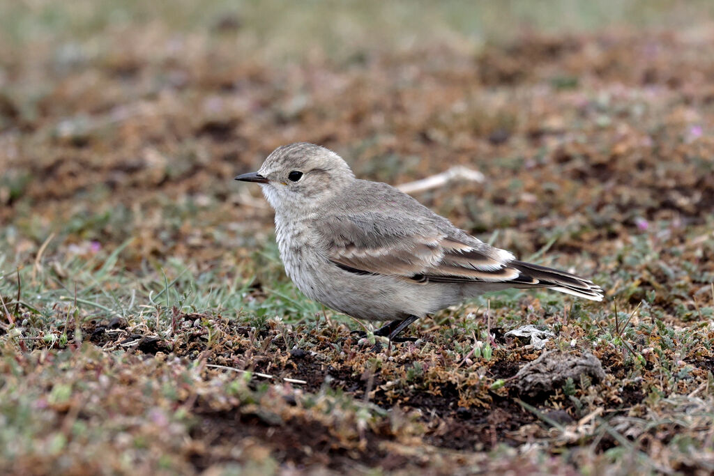 Short-billed Mineradult