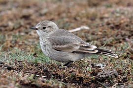 Short-billed Miner