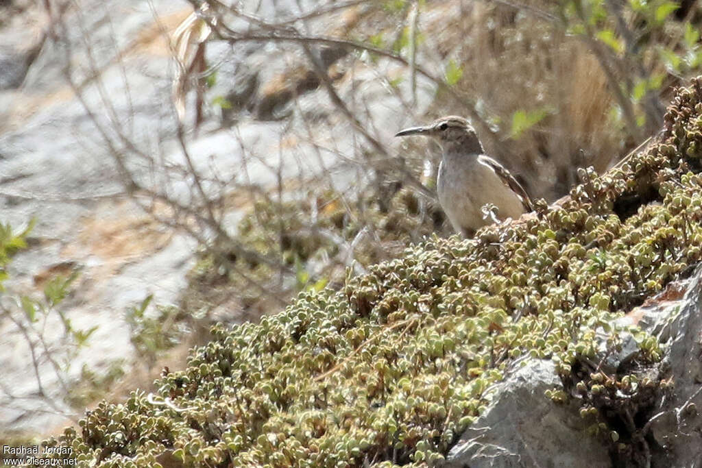 Thick-billed Mineradult, habitat, Behaviour