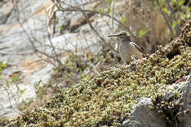 Thick-billed Miner