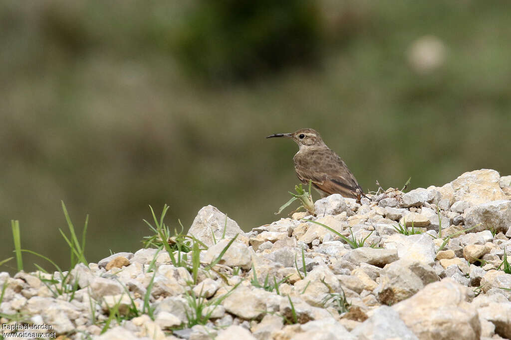 Slender-billed Miner, habitat