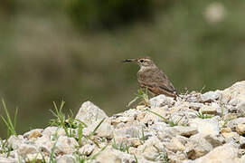 Slender-billed Miner