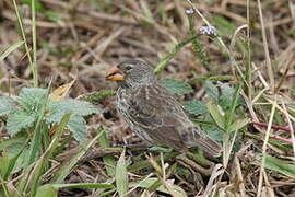 Medium Ground Finch