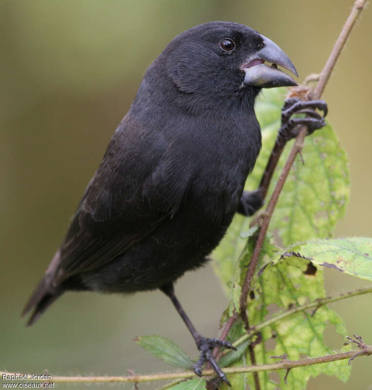 Medium Ground Finch male adult breeding, eats