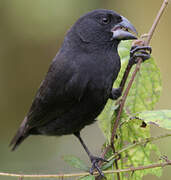 Medium Ground Finch