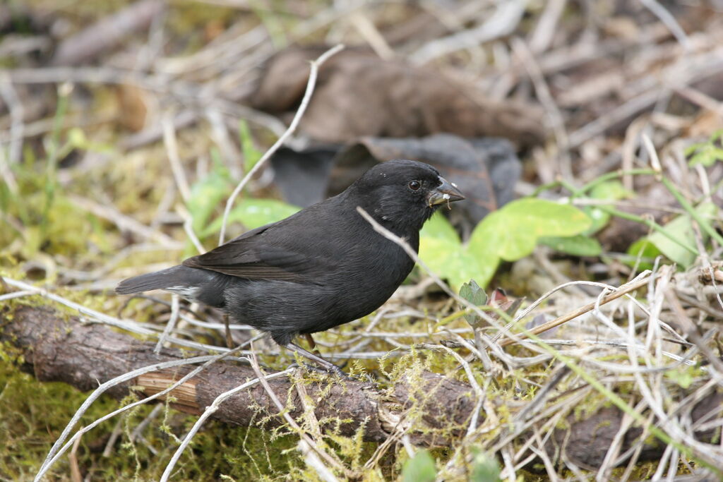 Small Ground Finch male adult breeding