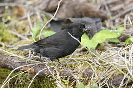 Small Ground Finch