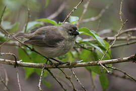 Small Tree Finch