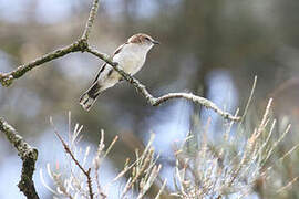 Brown-breasted Gerygone