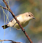Rufous-sided Gerygone