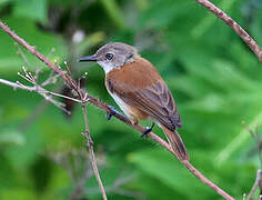 Rufous-sided Gerygone