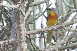 Grey-headed Bushshrike