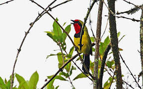 Doherty's Bushshrike