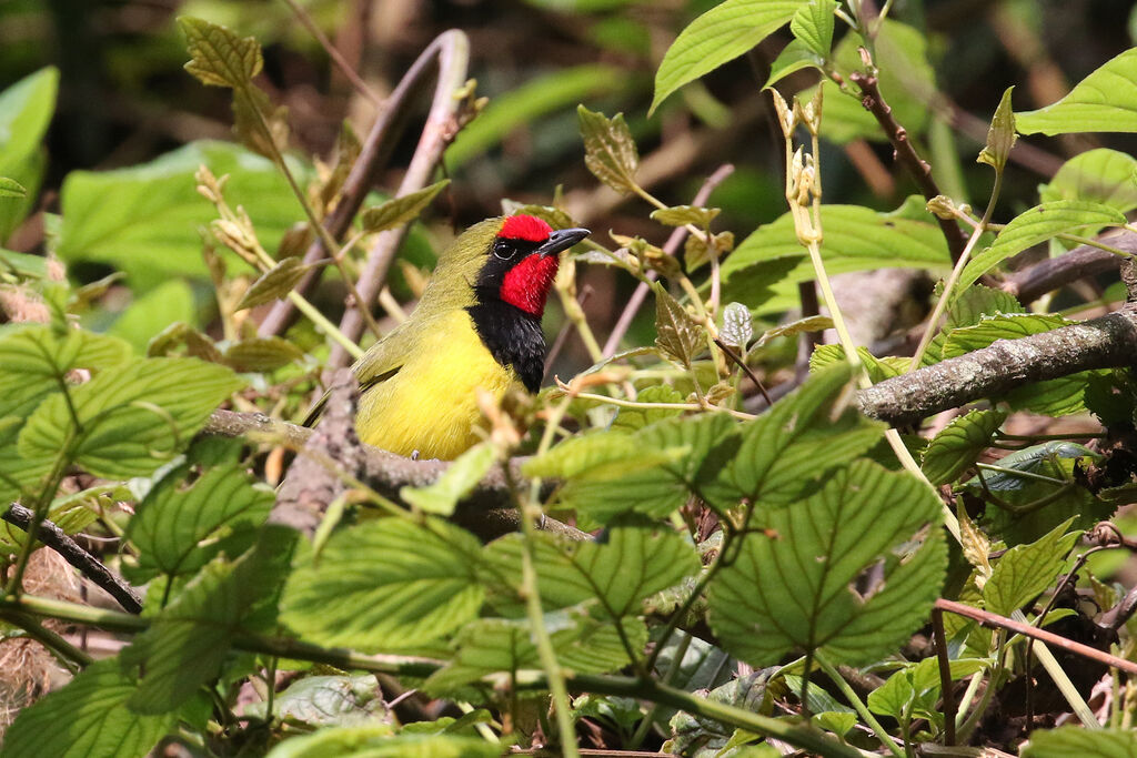 Doherty's Bushshrikeadult