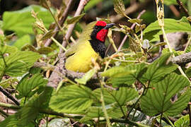 Doherty's Bushshrike