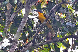 Lagden's Bushshrike