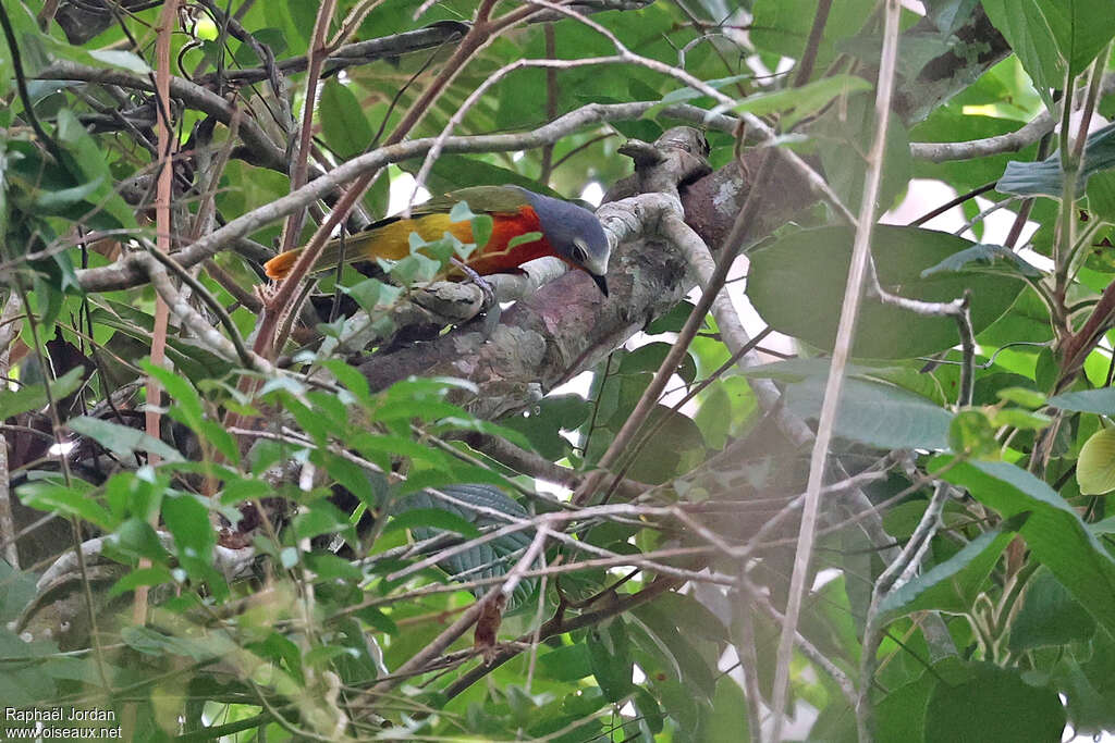 Fiery-breasted Bushshrike