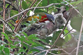 Fiery-breasted Bushshrike