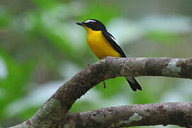 Yellow-rumped Flycatcher