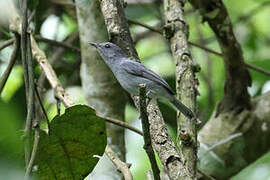 Grey-throated Tit-Flycatcher