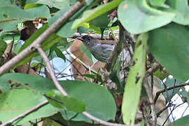 Buru Jungle Flycatcher