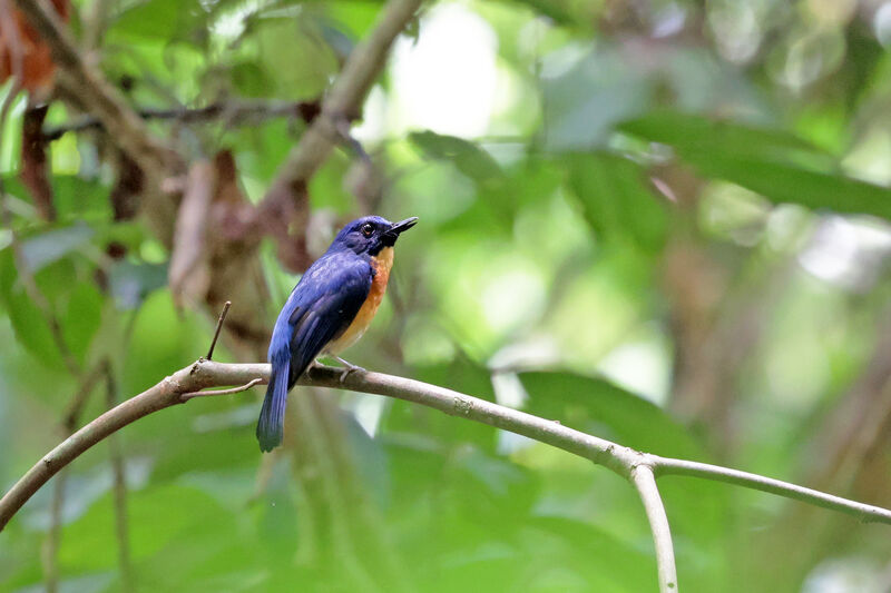 Sunda Blue Flycatcher male adult