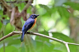 Sunda Blue Flycatcher