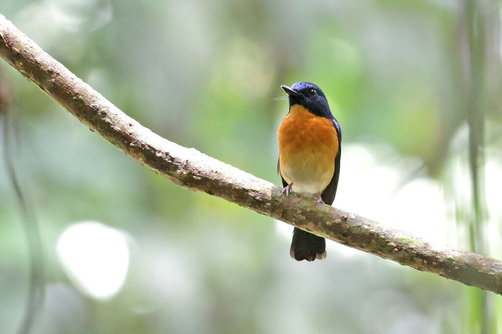 Sunda Blue Flycatcher male adult