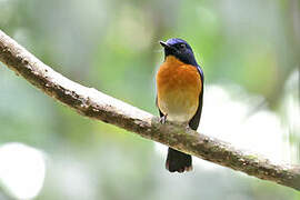 Sunda Blue Flycatcher